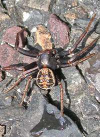 Elegant Crab Spider